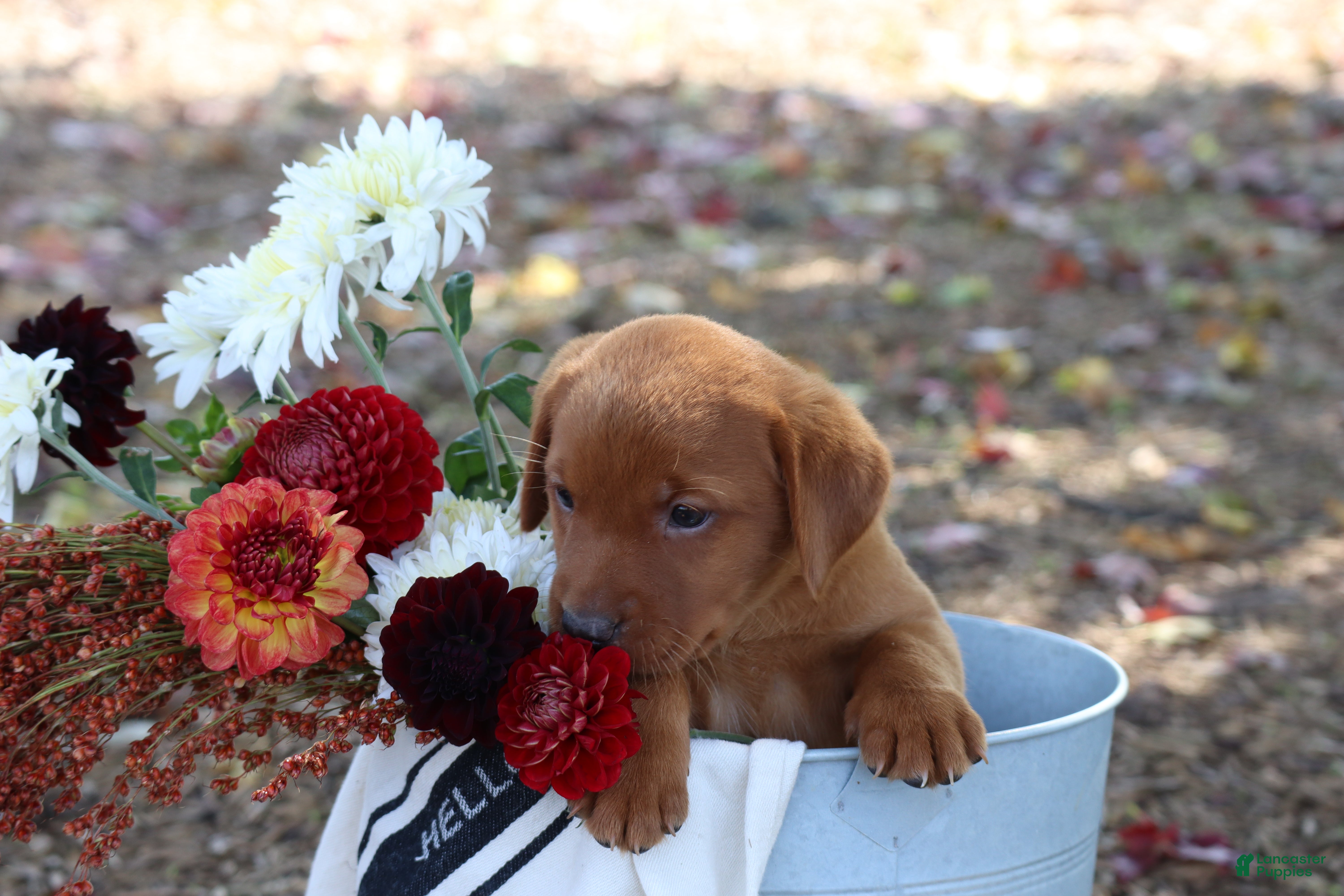 Labrador Retriever dogs Autumn - Ad 2