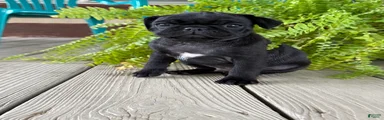Paul