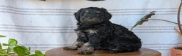 Cavapoo dogs for sale: Max - Ad 5