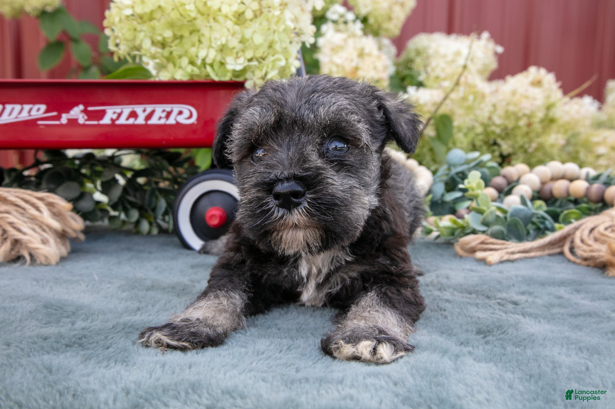 Miniature Schnauzer dogs Shawn - Ad 2