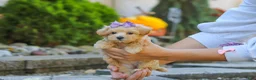 Maltipoo dogs for sale: Wren - Ad 3
