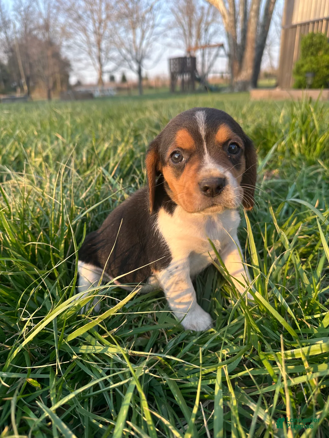 Beagle dogs for sale: Hazel - Ad 1