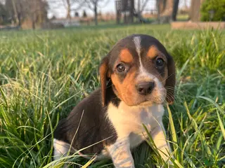 Beagle dogs Hazel - Ad 6