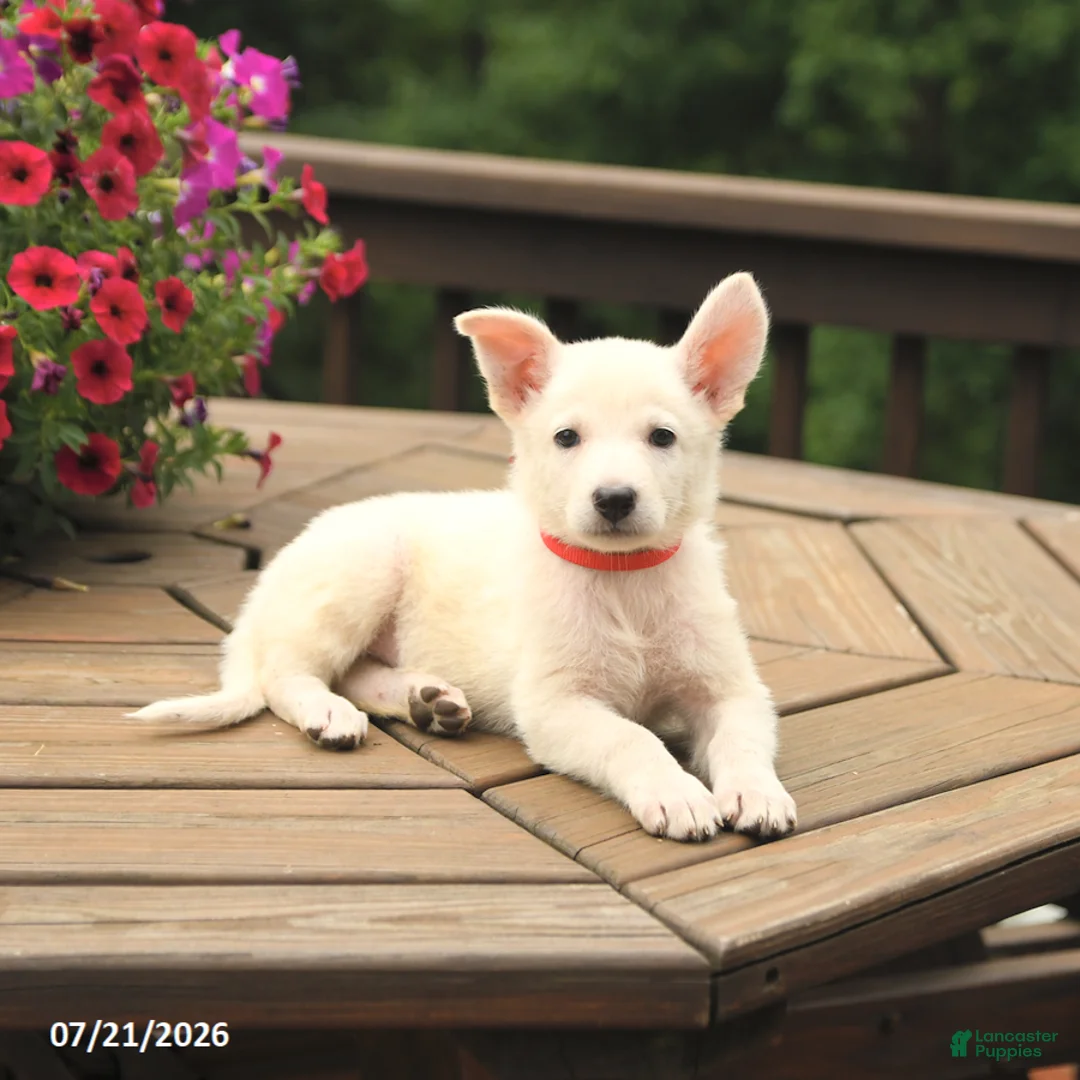 German Shepherd dogs for sale: Molly - Ad 3