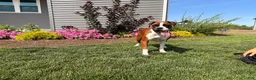 Boxer dogs for sale:  Emily - Ad 5