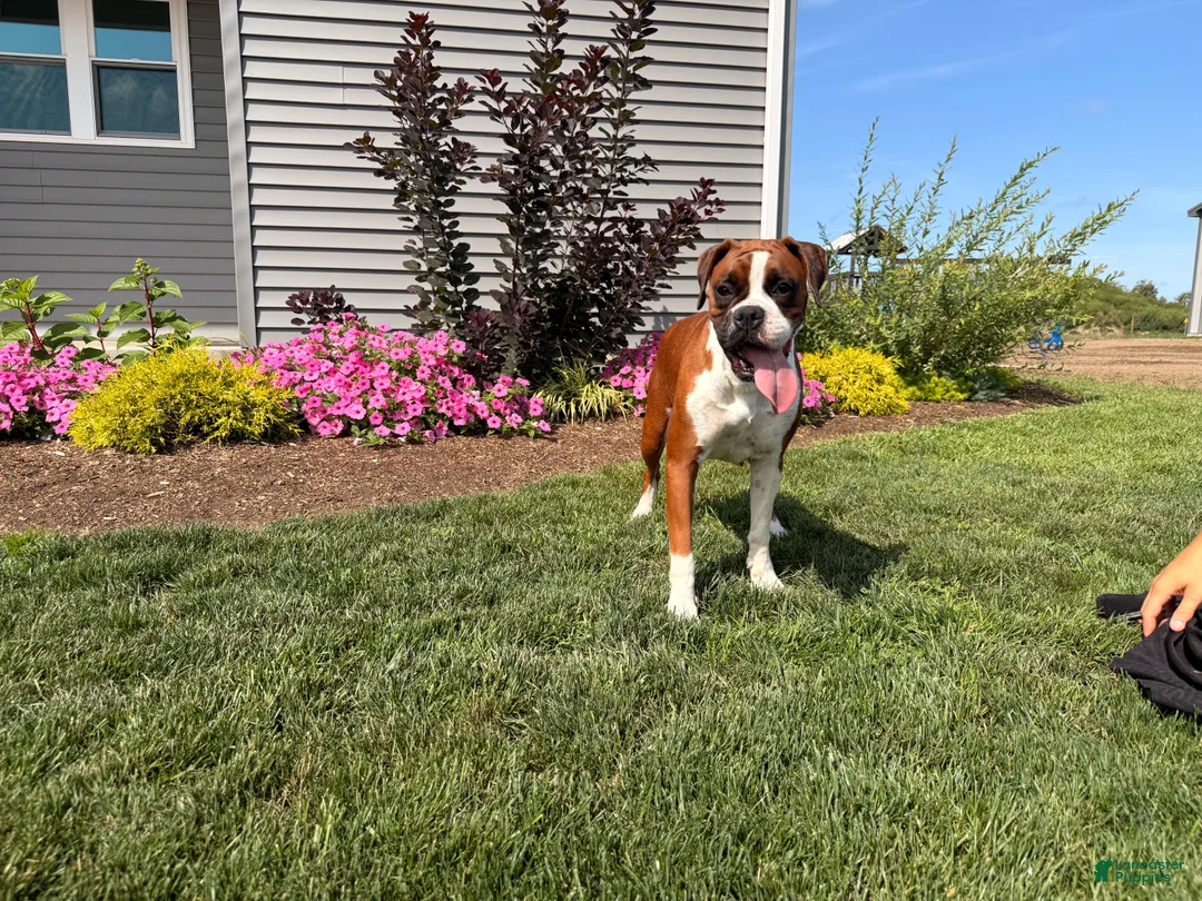 Boxer dogs for sale:  Emily - Ad 5