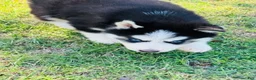Siberian Husky dogs for sale: Hunter - Ad 8