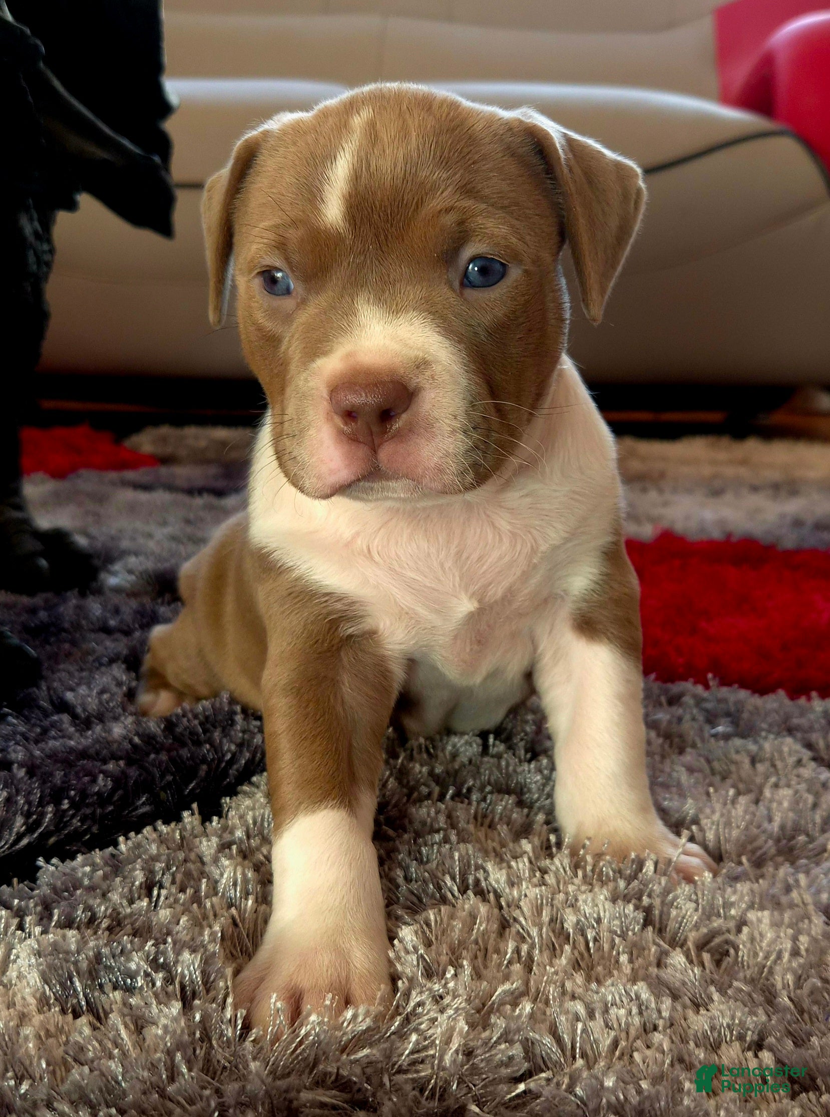 American Bully dogs "MEG THA STALLION" / LILAC MERLE GENE - Ad 4