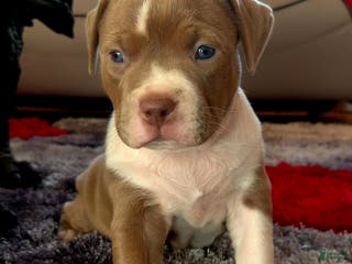 American Bully dogs "MEG THA STALLION" / LILAC MERLE GENE - Ad 4