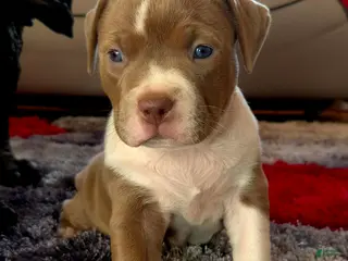American Bully dogs "MEG THA STALLION" / LILAC MERLE GENE - Ad 37