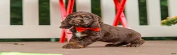 Cocker Spaniel dogs for sale: Asher - Ad 3
