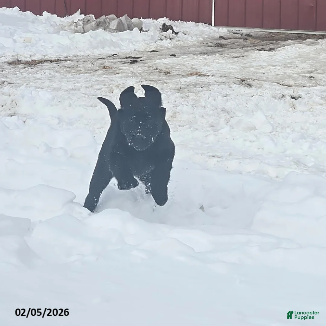 Labrador Retriever dogs for sale: Sunrise - Ad 2