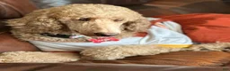 Standard Poodle dogs for sale: Lily (spayed) adult Standard Poodle - Ad 18