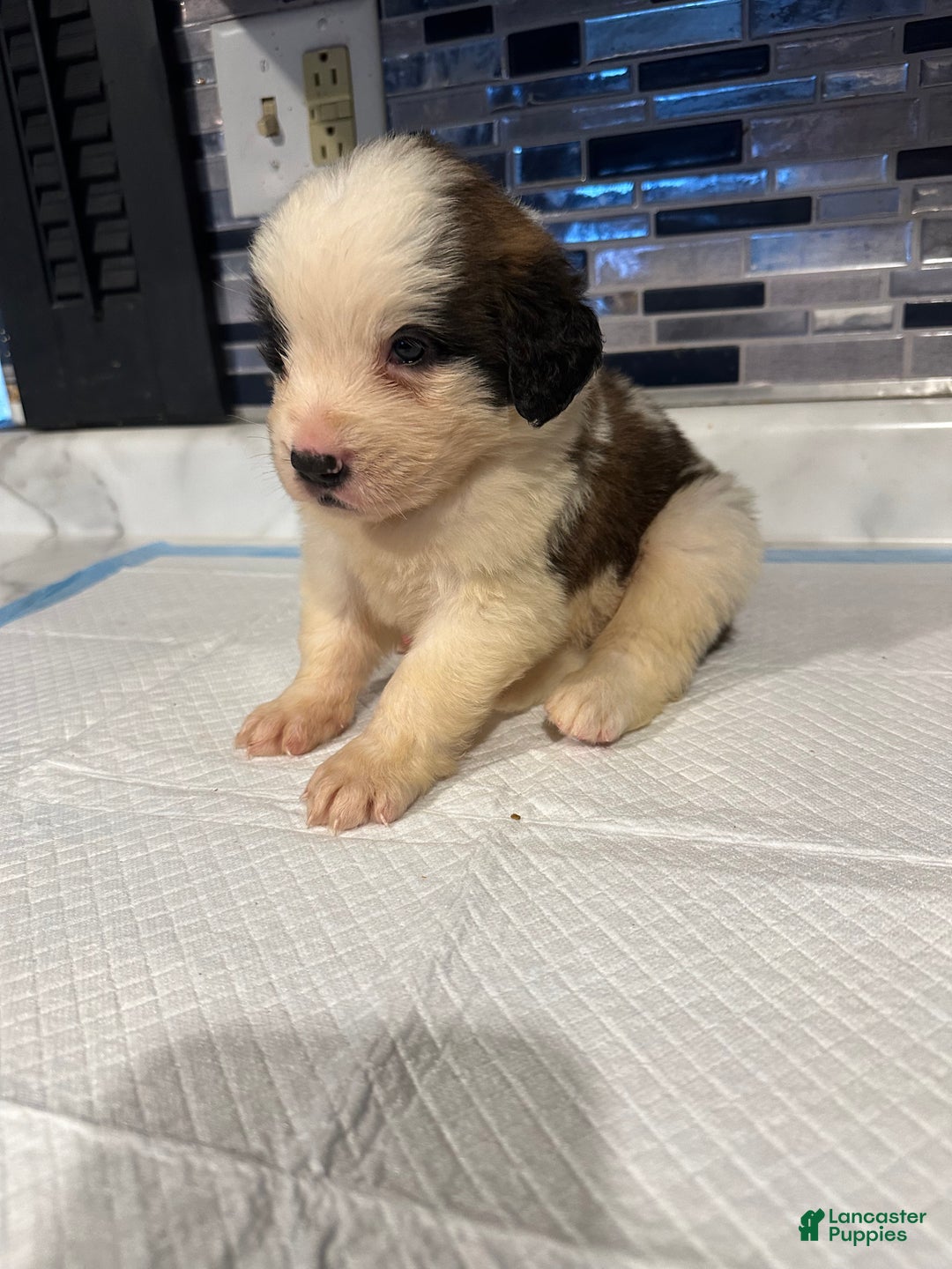 Saint Bernard dogs for sale: Puppy 13 - Ad 2