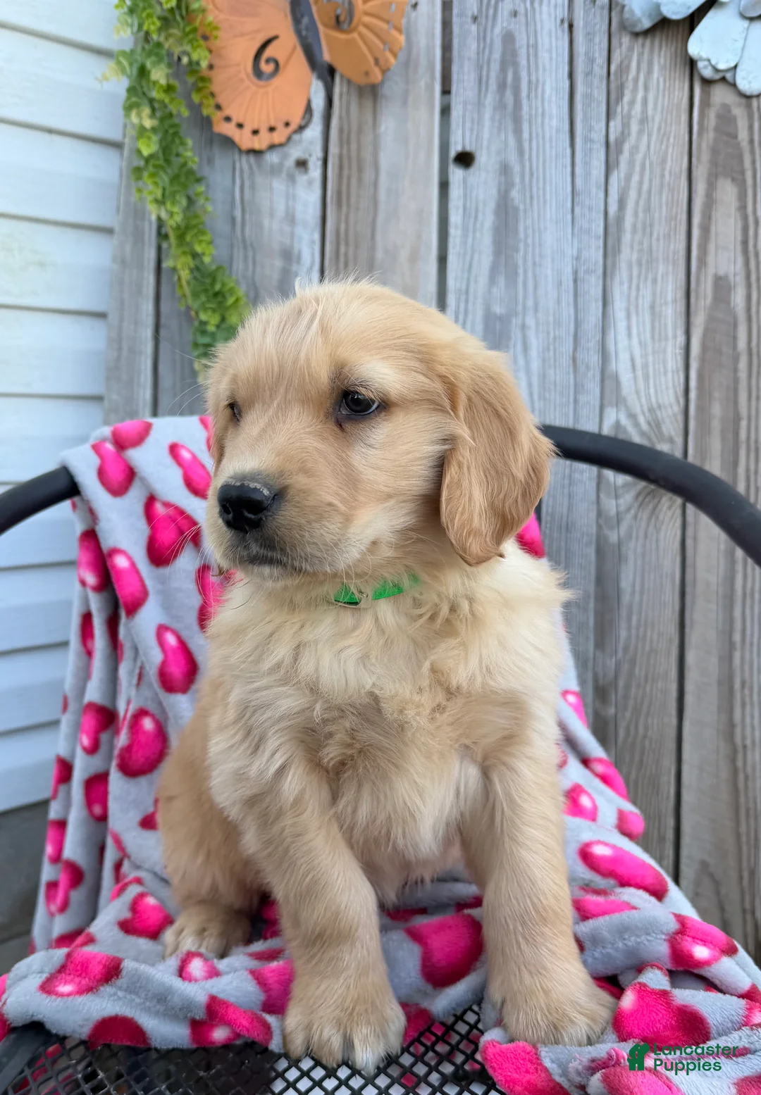 Golden Retriever dogs for sale: A J - Ad 5