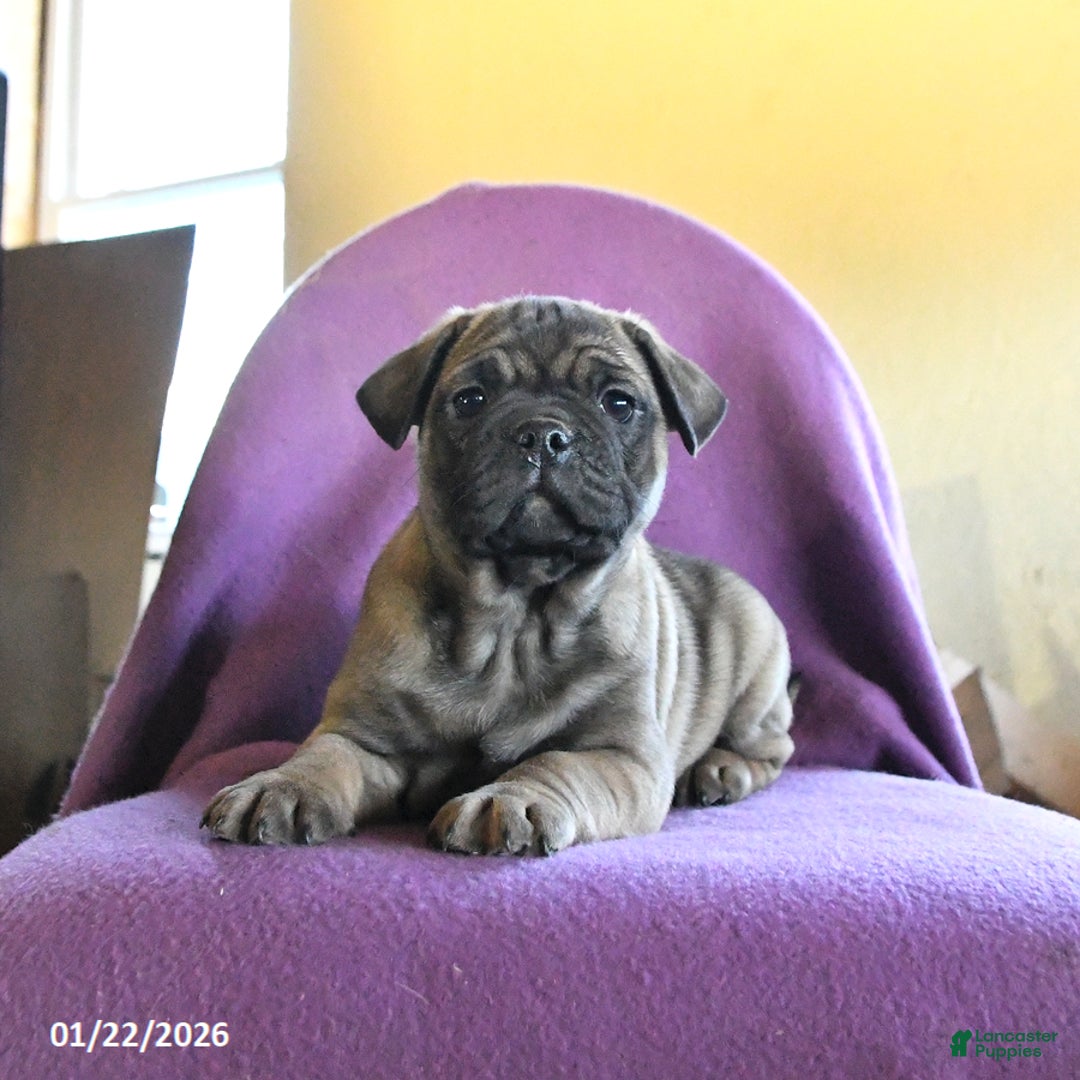 Frug dogs for sale: Tank - Ad 3