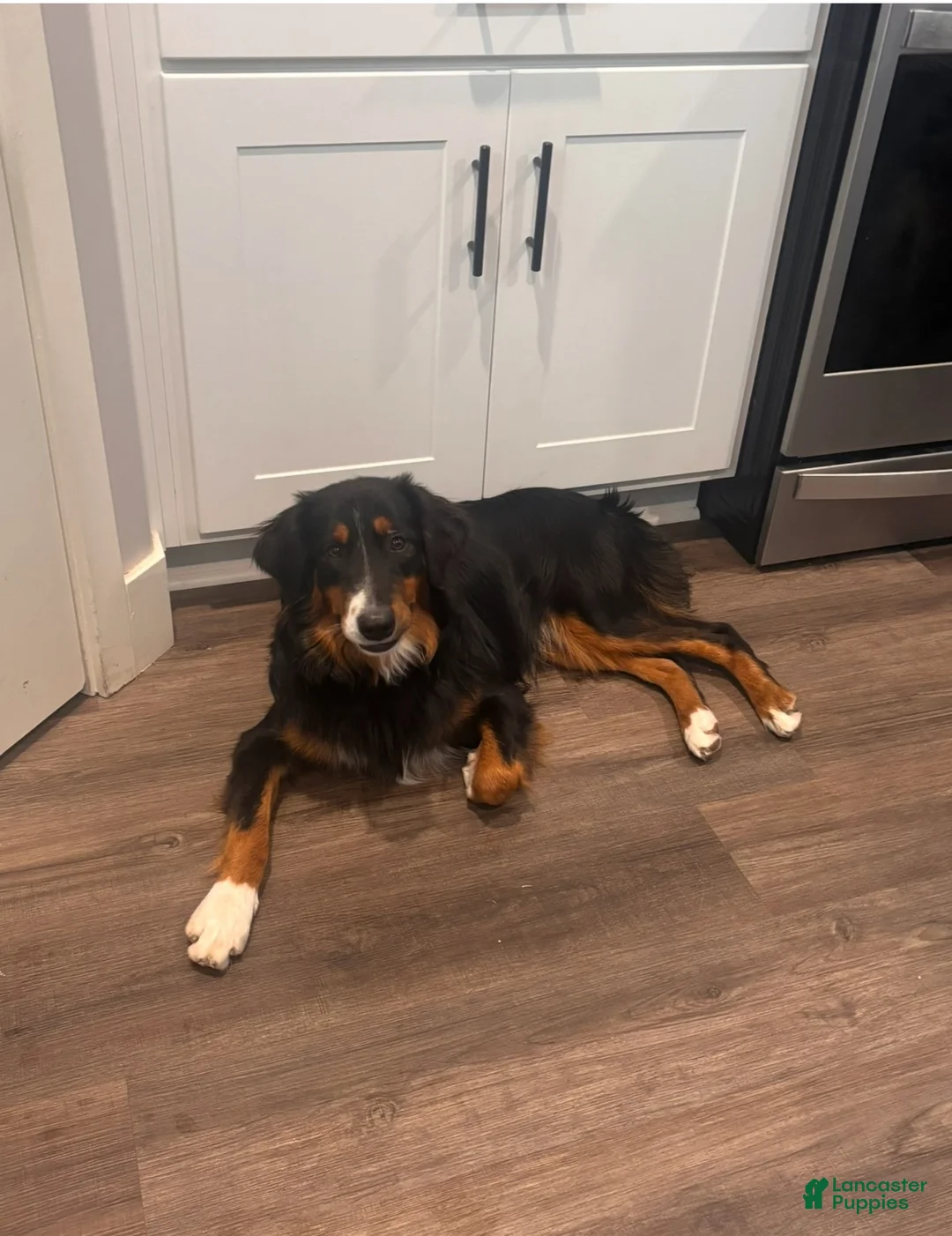 Australian Shepherd dogs for sale: Winnie - Ad 7