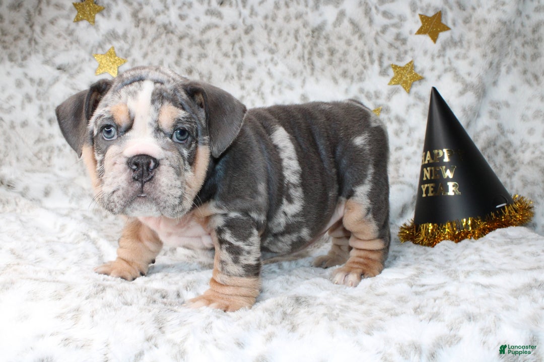 English Bulldog dogs for sale: Trixie - Ad 2