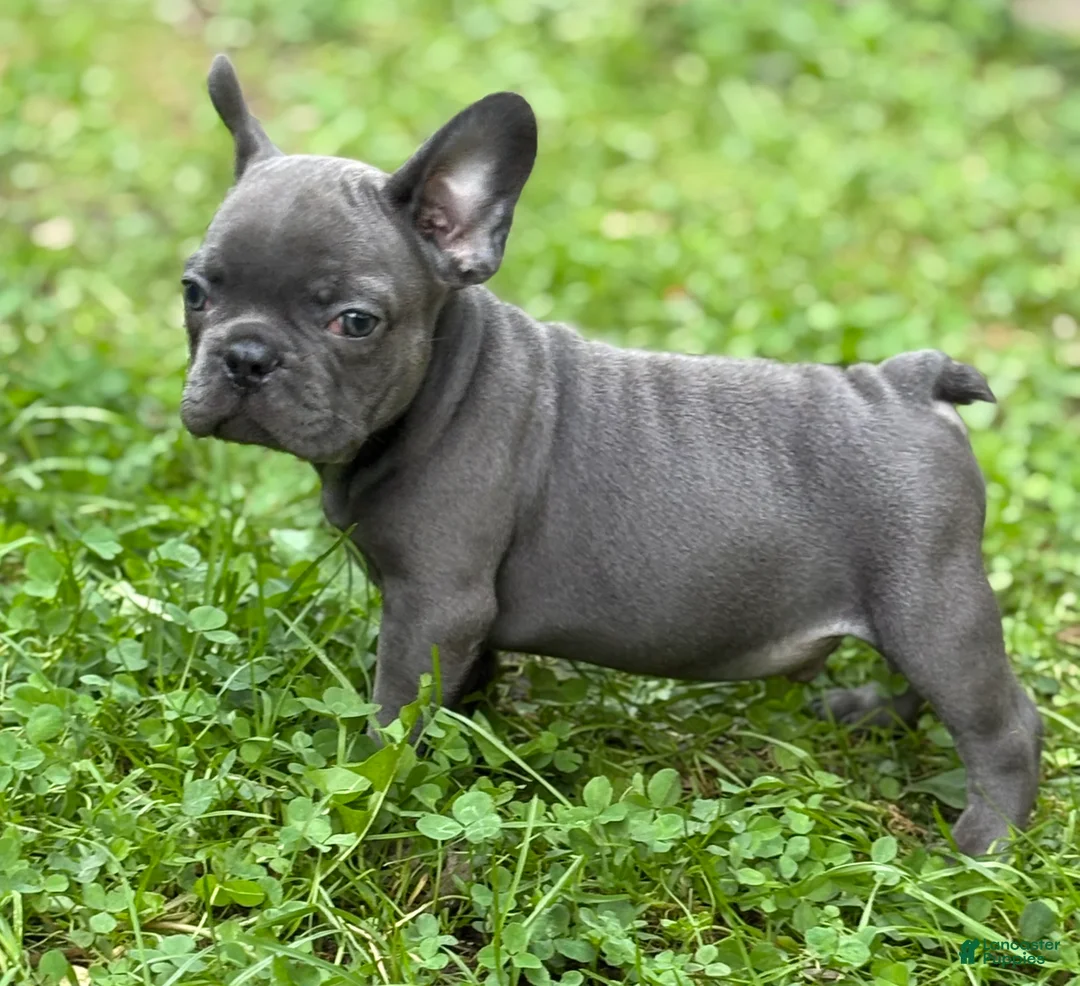 French Bulldog dogs for sale: BRUTUS - Ad 1