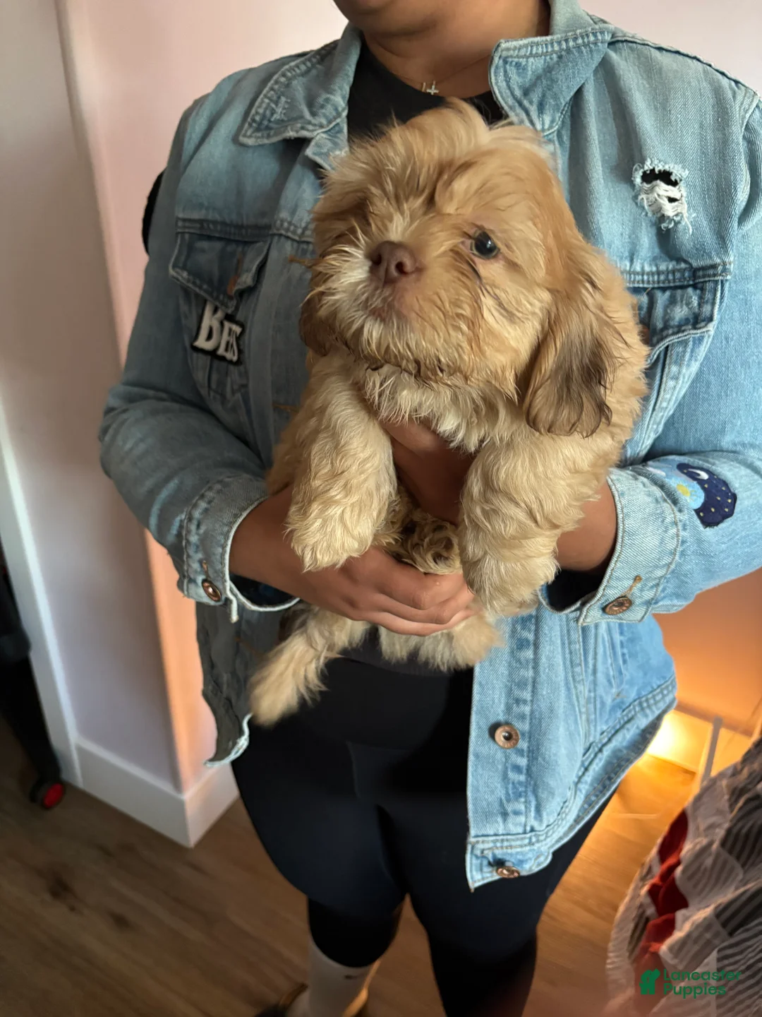 Shih Tzu dogs for sale: Forky  - Ad 2