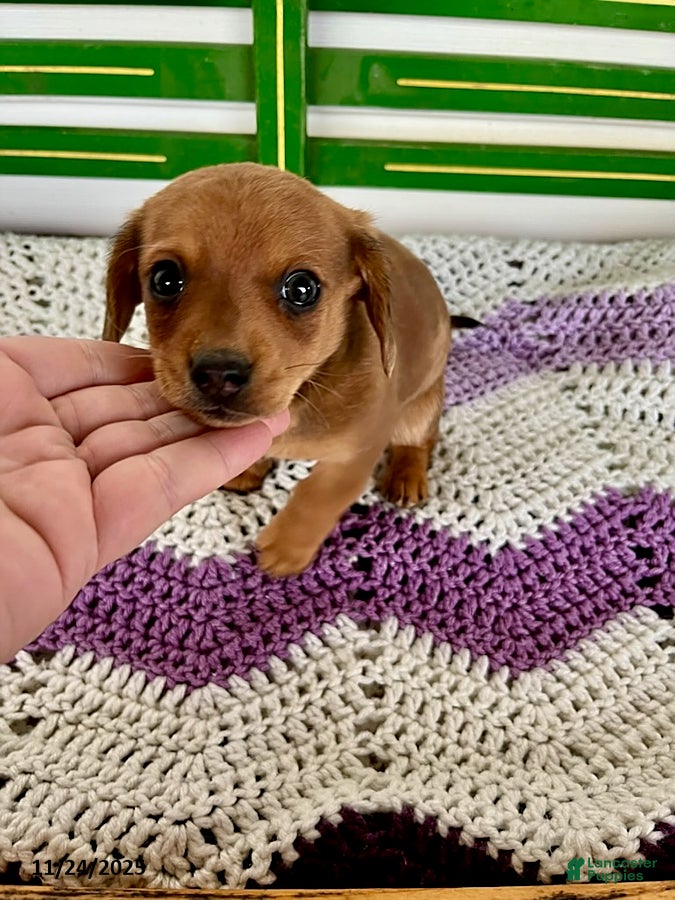 Mixed Breed dogs Emma - Ad 17