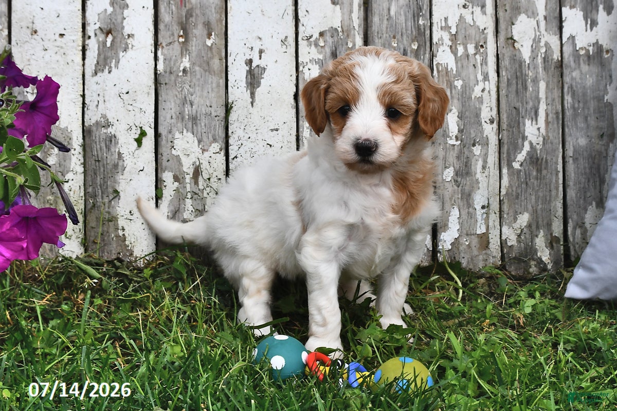 Goldendoodle dogs Sally - Ad 2