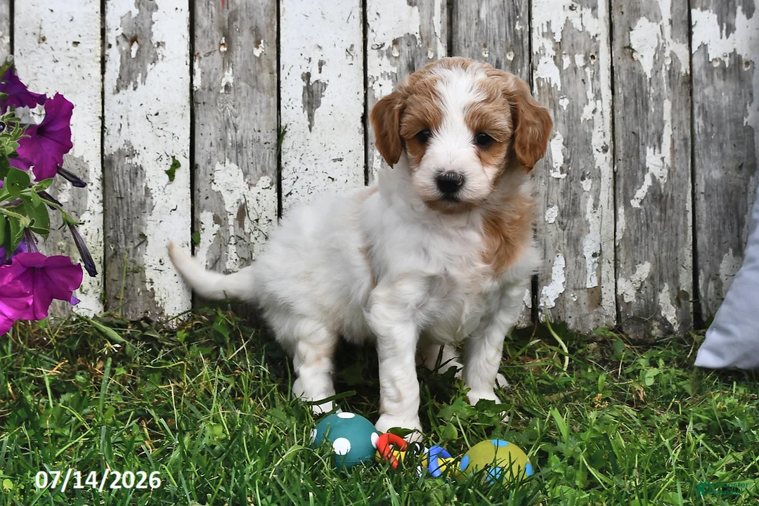 Goldendoodle dogs for sale: Sally - Ad 2