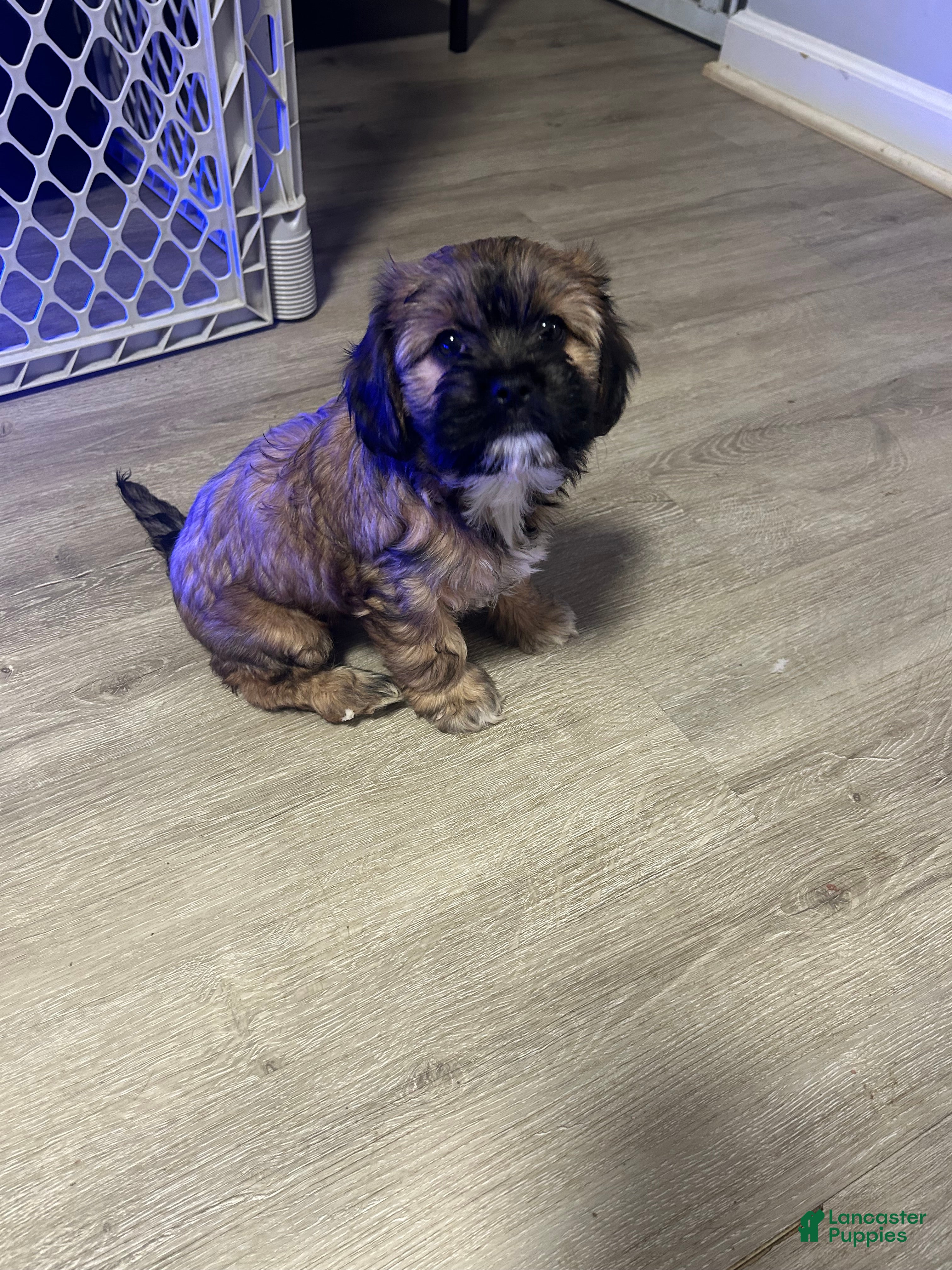 Shih Tzu dogs Teddy Bear Puppy 3 - Ad 23