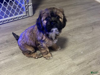 Shih Tzu dogs Teddy Bear Puppy 3 - Ad 8