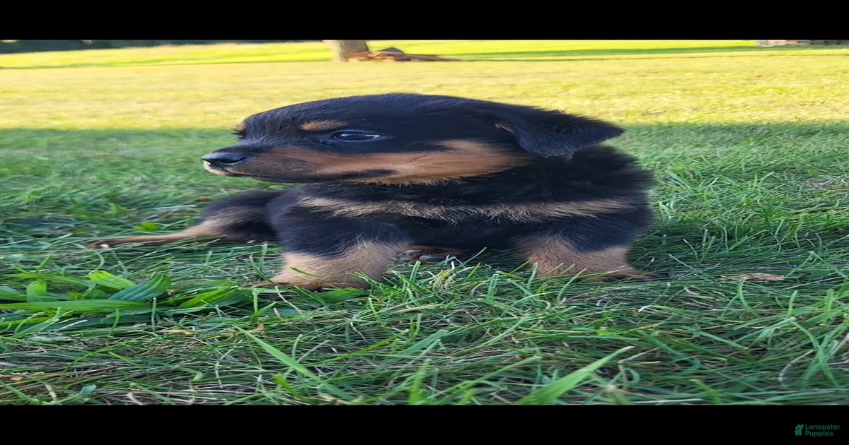 Rottweiler Puppies for sale in Newark, New Jersey | Lancaster Puppies