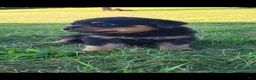 Rottweiler dogs for sale: Hoyt - Ad 1
