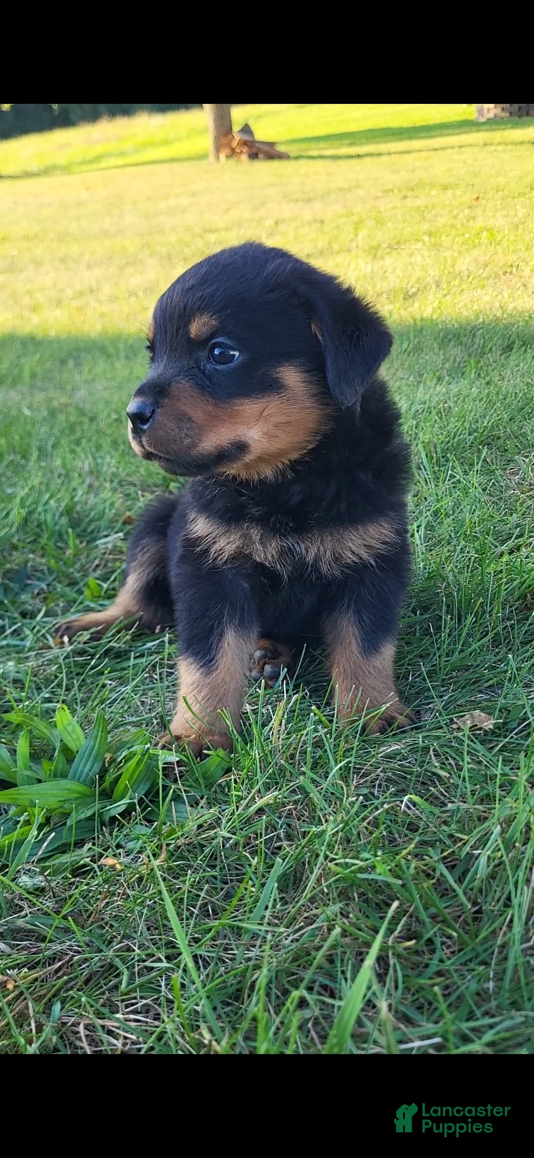 Rottweiler dogs for sale: Hoyt - Ad 1