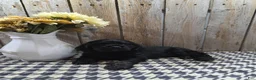 Cocker Spaniel dogs for sale: Jordan - Ad 8
