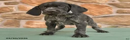 German Shorthaired Pointer dogs for sale: Deb  - Ad 2