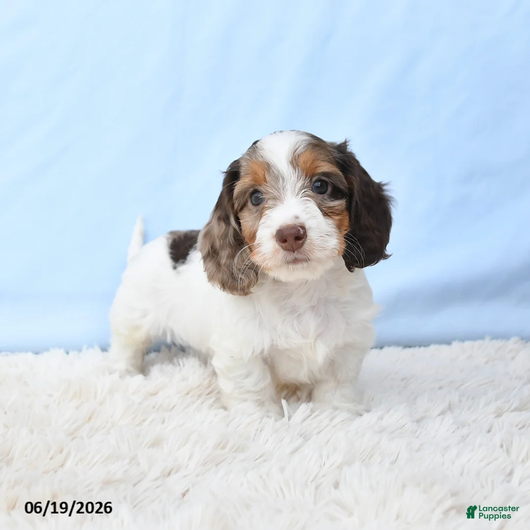 Miniature Dachshund dogs for sale: Indy - Ad 1