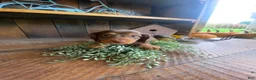 Miniature Dachshund dogs for sale: Reece - Ad 10