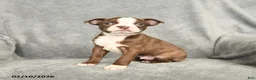 Boston Terrier dogs for sale: Domino - Ad 3