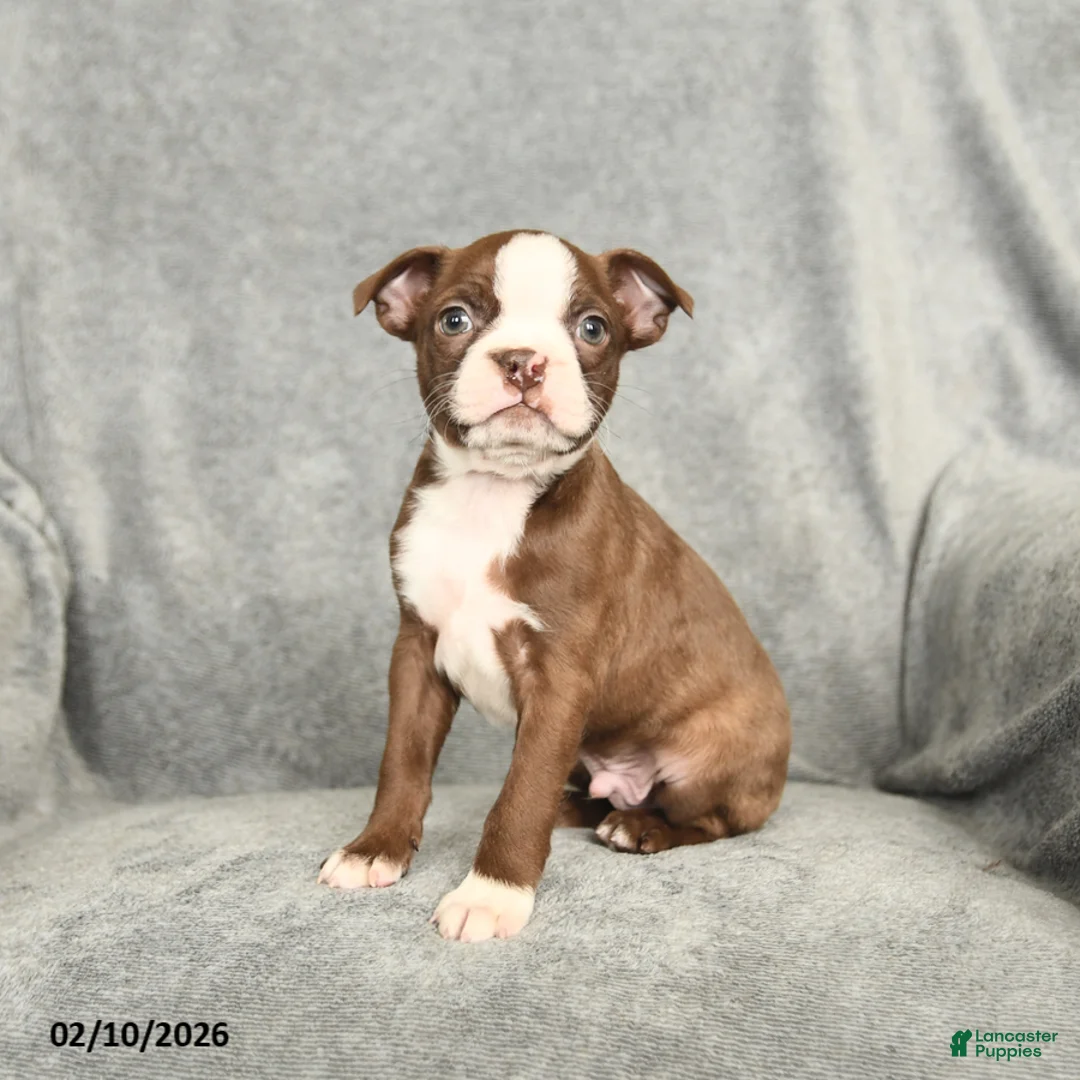 Boston Terrier dogs for sale: Domino - Ad 3