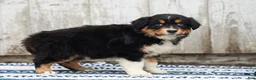 Australian Shepherd dogs for sale: Carly - Ad 7