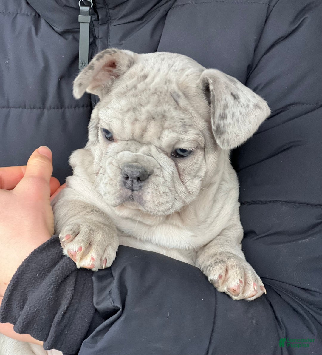 French Bulldog dogs for sale: Noelle - Ad 1