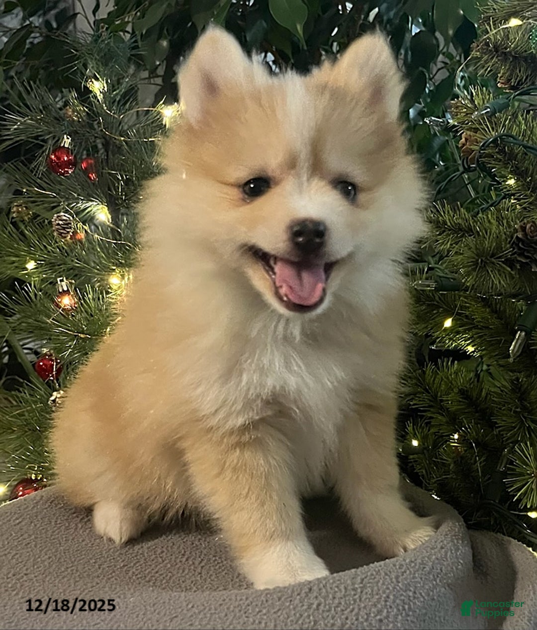 Pomsky dogs for sale: Holly - Ad 6