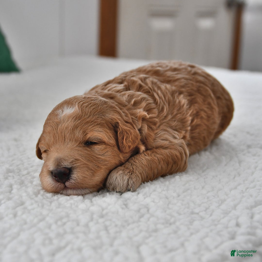 Mini Goldendoodle dogs for sale: Peanut  - Ad 2