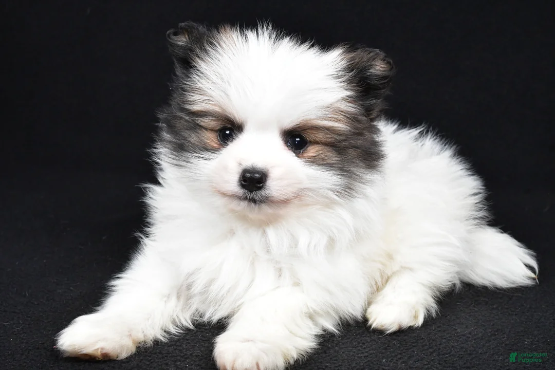 Pomeranian dogs for sale: Tango - Ad 1