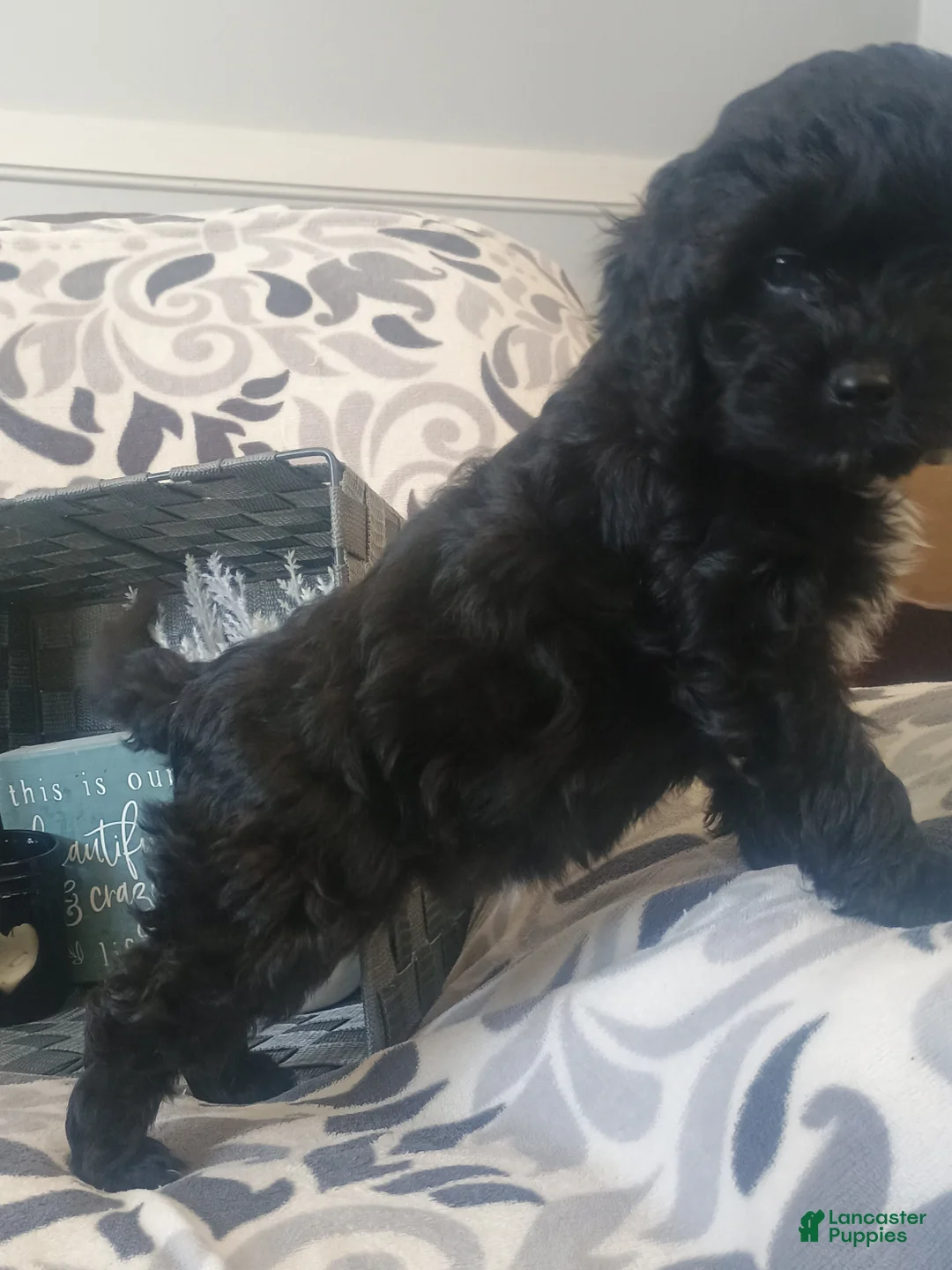 Cavapoo dogs for sale: Rosy - Ad 6