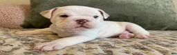 English Bulldog dogs for sale: English Bulldog Puppy 2 - Ad 4