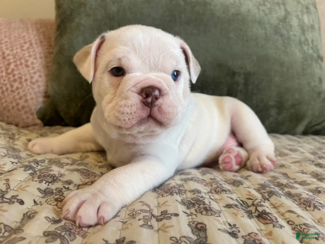 English Bulldog dogs for sale: English Bulldog Puppy 2 - Ad 4
