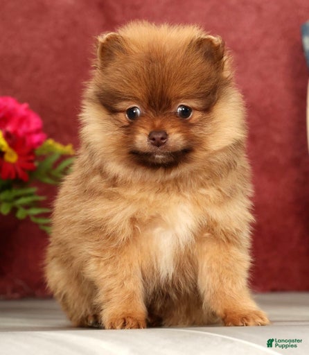 Gallery Image {{count}}