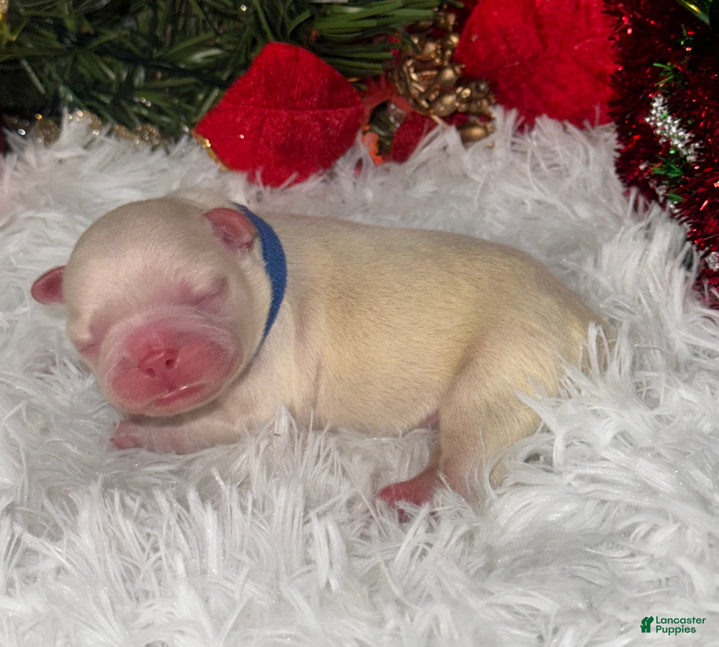 French Bulldog dogs Amor ( Visual Fluffy)  - Ad 10