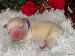 French Bulldog dogs Amor ( Visual Fluffy) - Ad 31