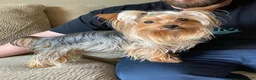Yorkshire Terrier dogs for sale: female Yorkshire Terrier 2 - Ad 2